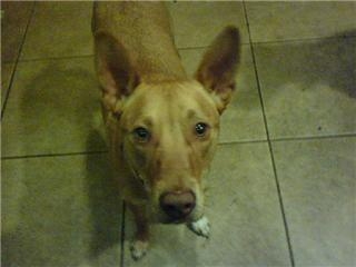 Anubis PH mix 2