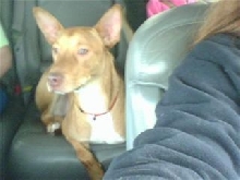 Anubis PH mix 3
