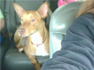 Anubis PH mix 3