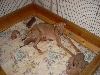 Isis and babies 1