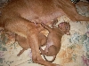 TX puppy