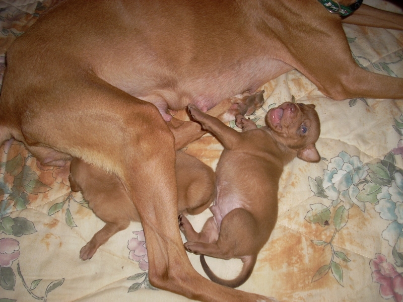 TX puppy
