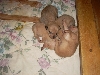 puppy pile