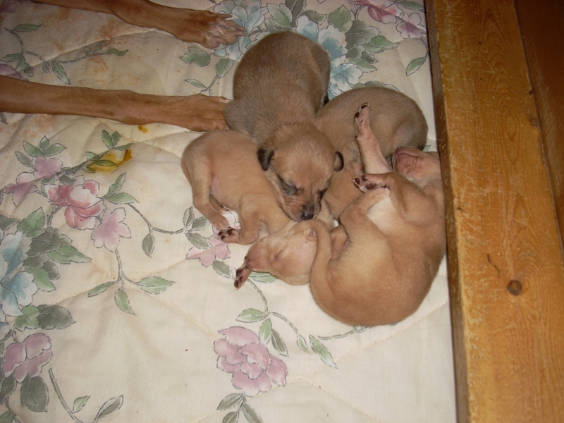 puppy pile