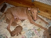 Isis resting w/puppies