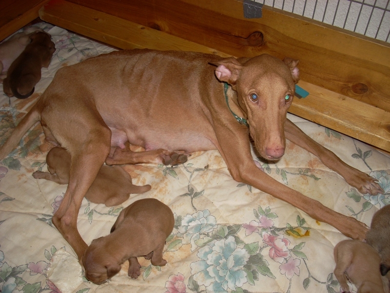 Isis resting w/puppies