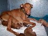 Mom and puppies 7.24.09 TX