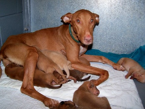 Mom and puppies 7.24.09 TX