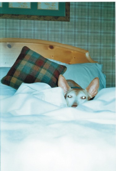 Peanut snoozing