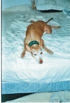 Peanut sleeping
