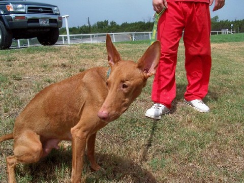 rescue PH mom 2
