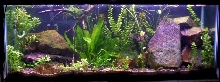fish tank