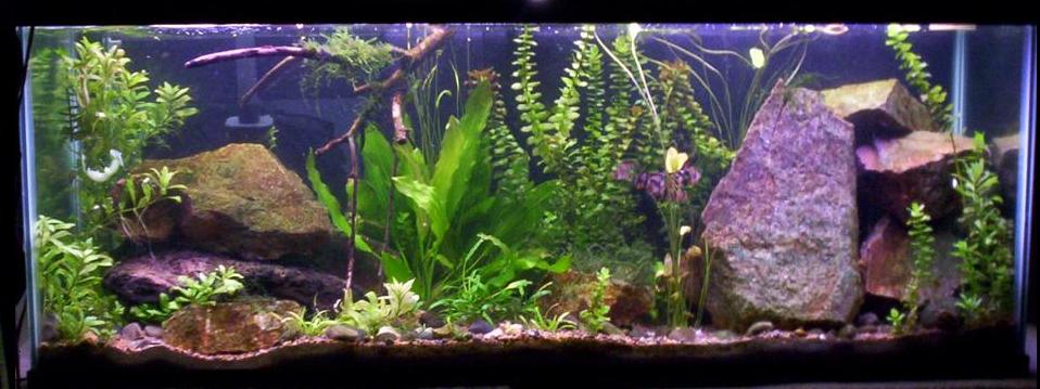 fish tank