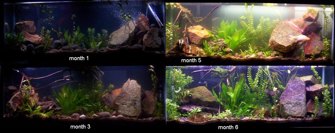 progress of first tank
