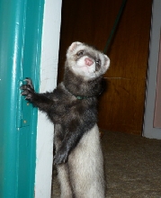 Bandit
