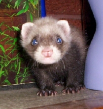 Bandit