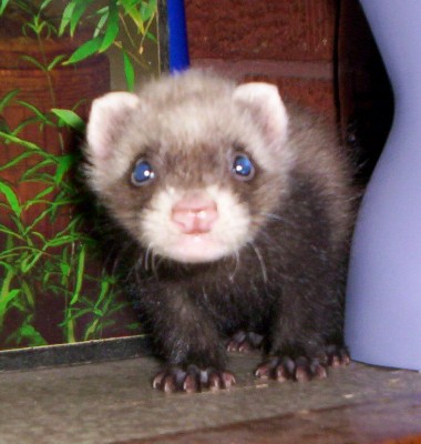 Bandit