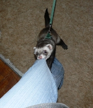 I shall drag you to my lair