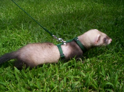Bandit's new harness