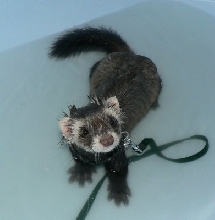 Bathies
