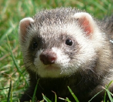 Bandit upclose
