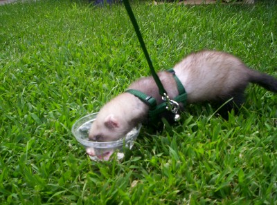 Bandit the ferrethead