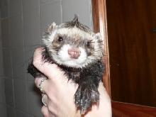 Bandit's mohawk