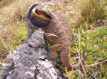 Totally p!ssed beardie in the paddock