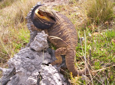 Totally p!ssed beardie in the paddock
