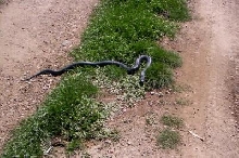 red bellied black snake