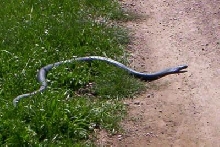 red bellied black snake
