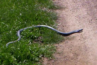 red bellied black snake