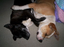 cuddles