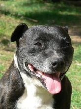 Boof (Staffy)