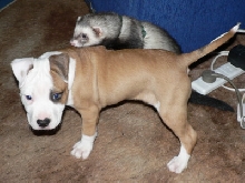 Vegas and Bandit