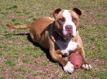 Dozer