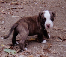 Dozer @ 4 weeks old