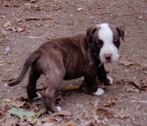 Dozer @ 4 weeks old