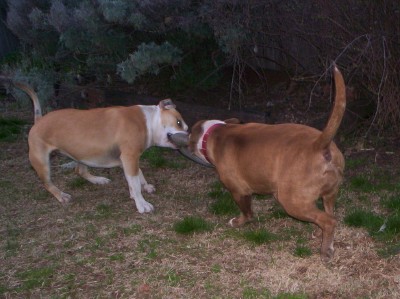 Tug -O-War