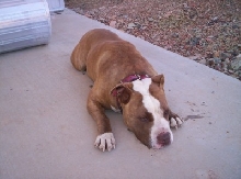 Dozer all worn out