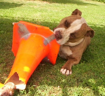 Dozer
