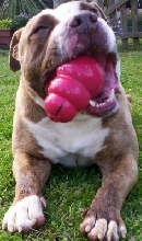 Dozer