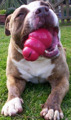 Dozer