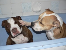 Dozer & Paris