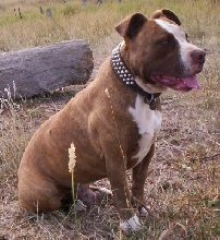 Dozer