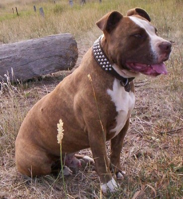 Dozer