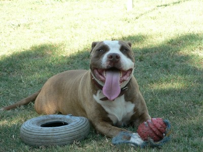 Dozer