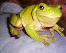 Freddo