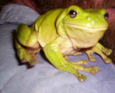 Freddo