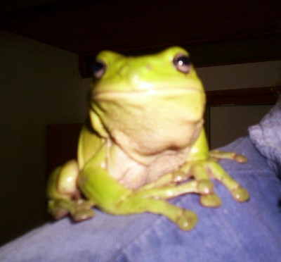 Green tree frog